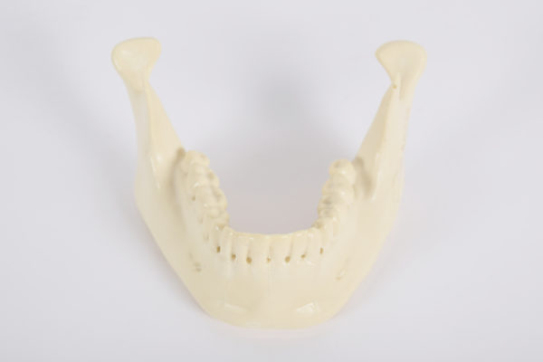Mandible (2) Mandible